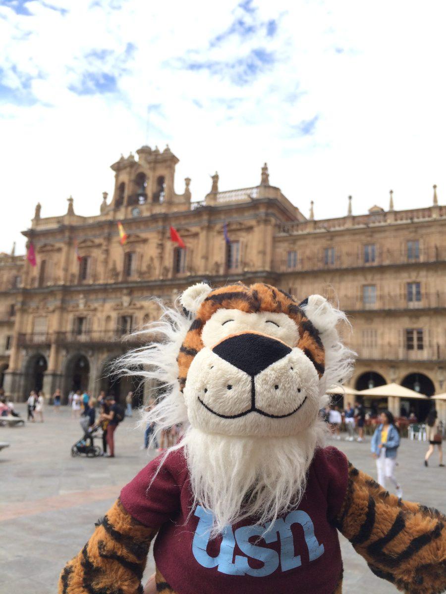 Peabody the Tiger in Salamanca, Spain in 2019 (photo by Sibley Kelly)