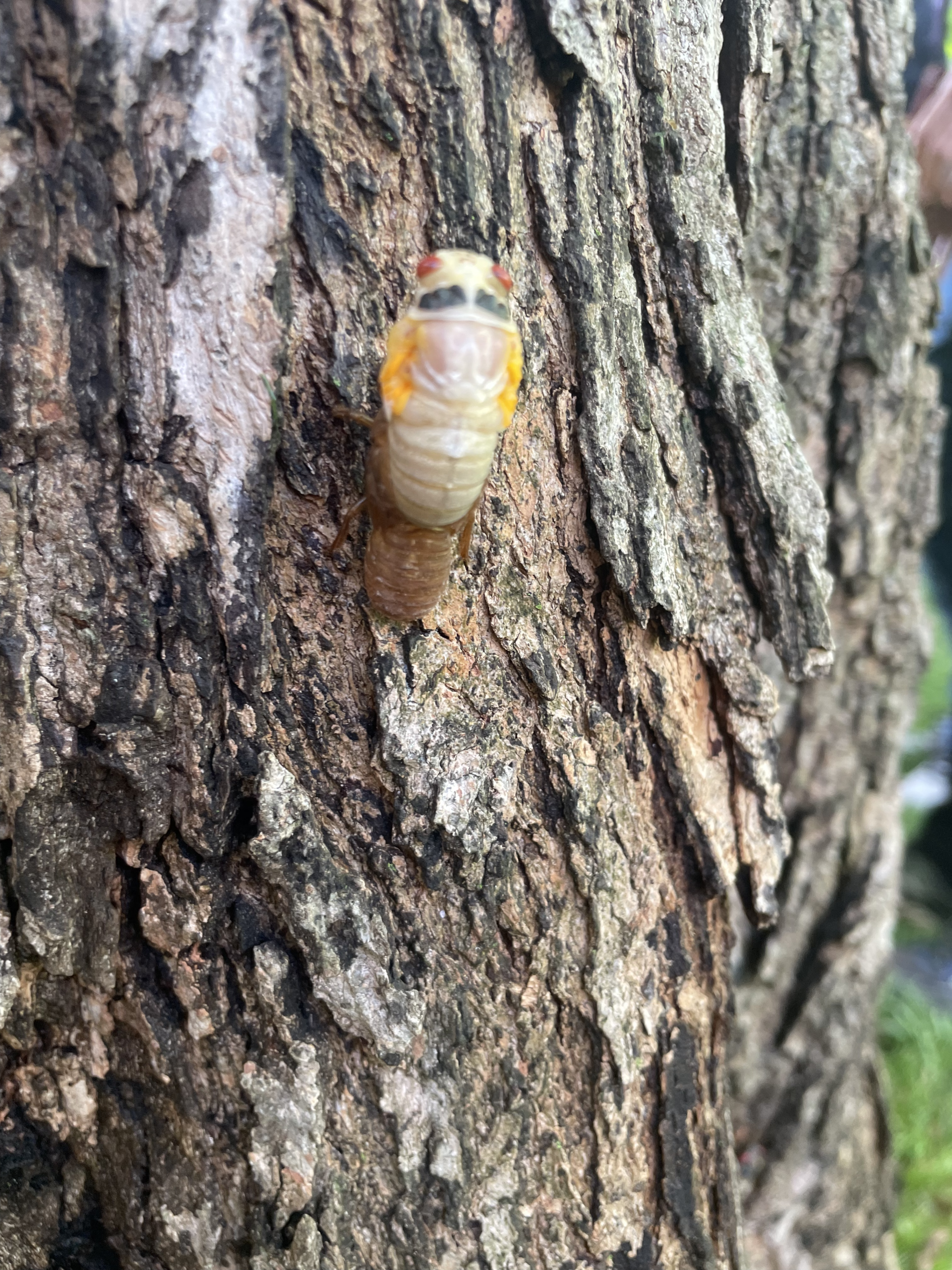 A cicada clings to a tree on the Edgehill lawn. (via the Peabody Press)